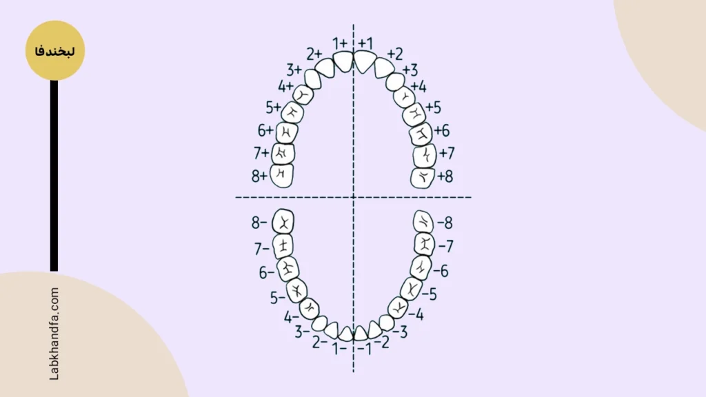 شماره گذاری دندان ها 