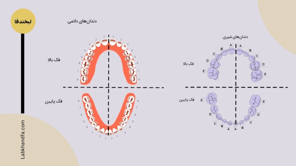 شماره گذاری دندان ها به روش پالمر