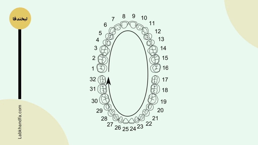 شماره گذاری دندان ها به روش یونیورسال