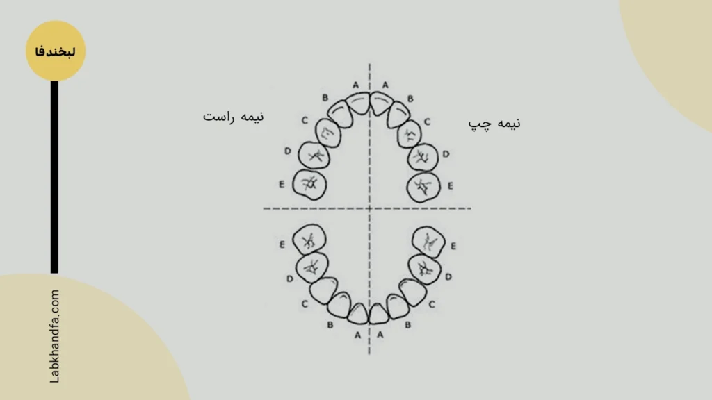 شماره گذاری دندان های شیری