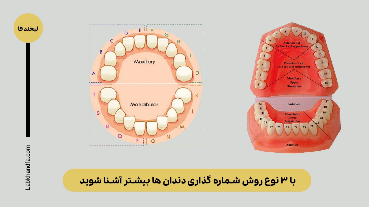 شماره گذاری دندان ها