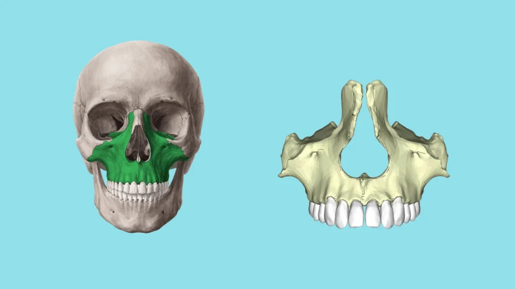 استخوان فک بالا 