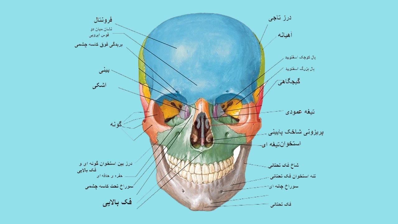 اناتومی استخوان فک