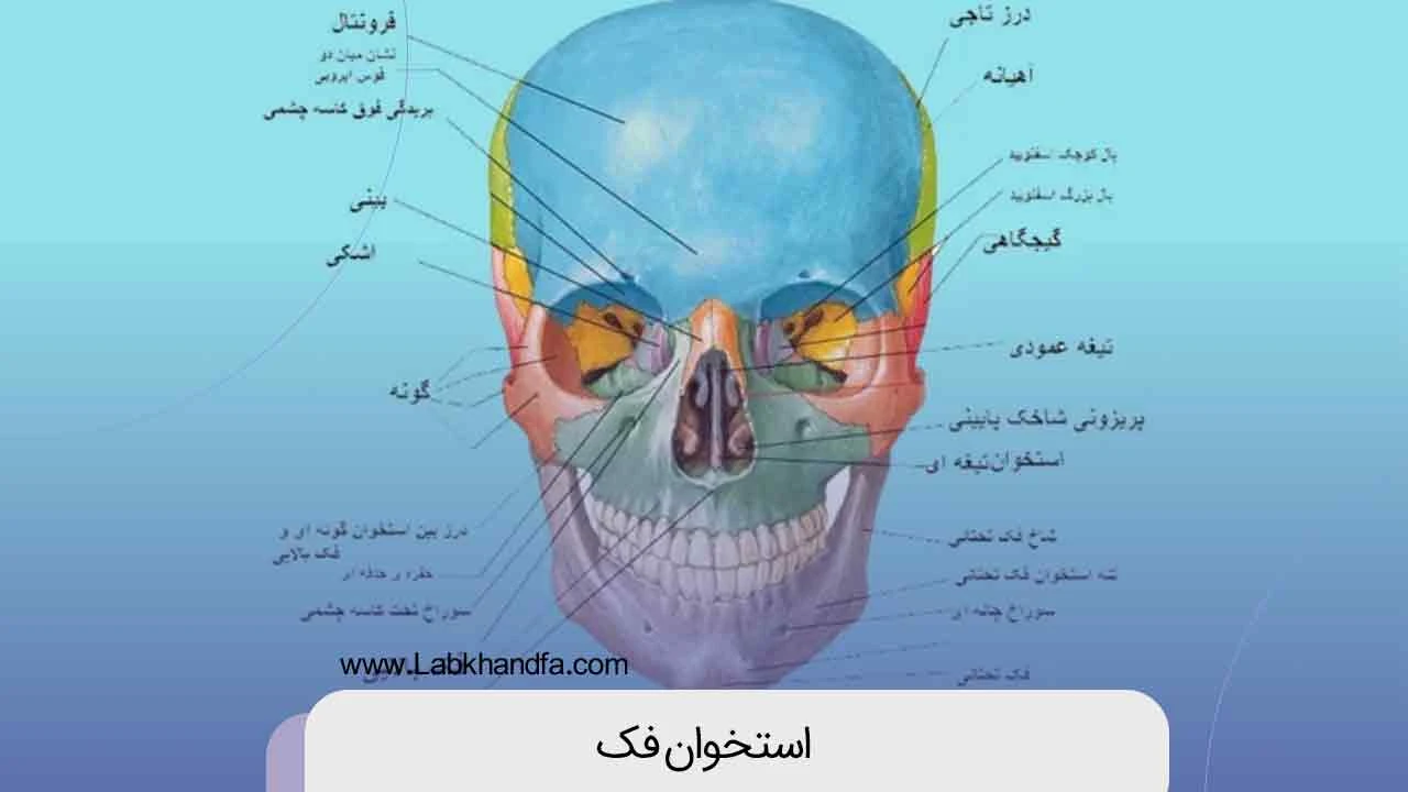 اناتومی استخوان فک