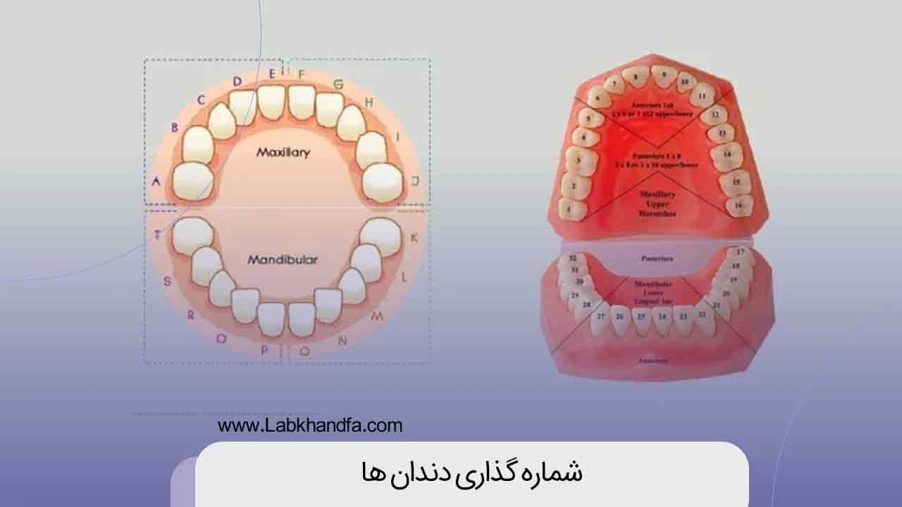 شماره گذاری دندان ها